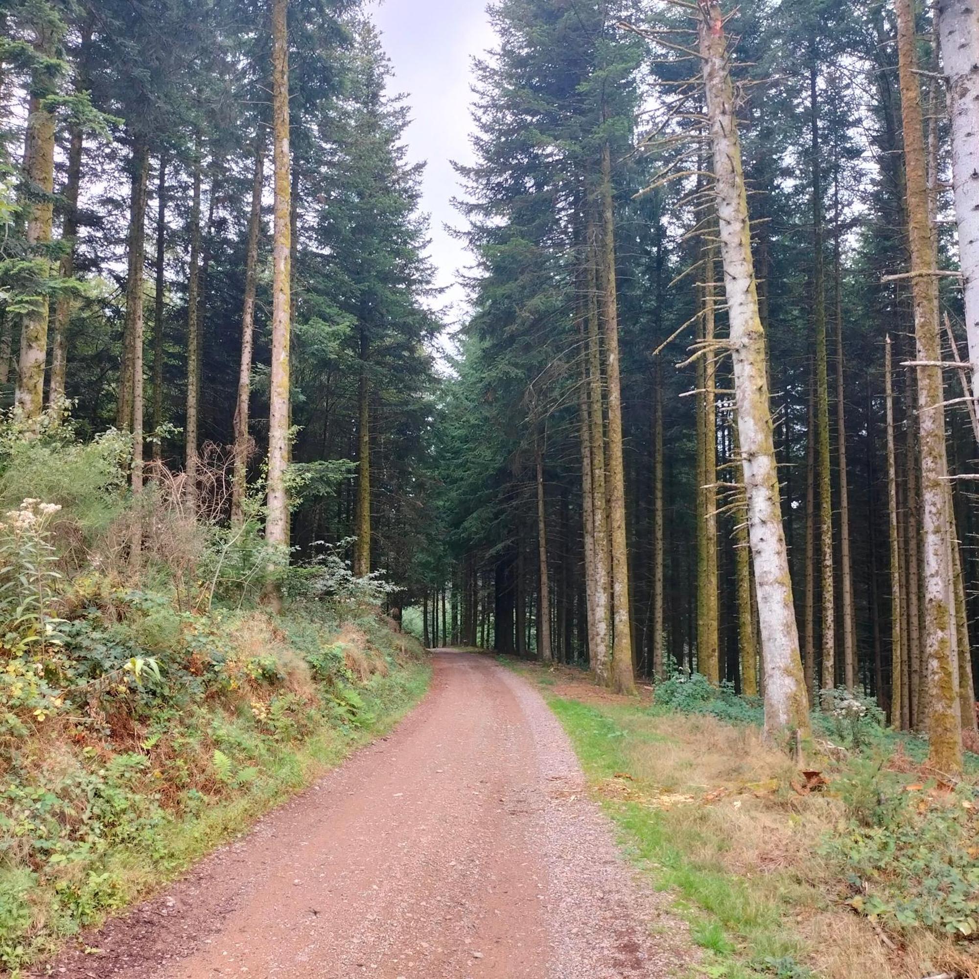 Gite Des Sapins Ranchal Exterior foto